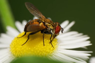 Yazın beyaz bir çiçekte kabarık tüylü bir Kafkas sineği Syrphidae 'nin yakın görüntüsü.                              
