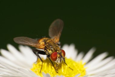  Beyaz bir çiçeğin üzerinde küçük tüylü bir Kafkas sineği Syrphidae 'nin yakın görüntüsü.