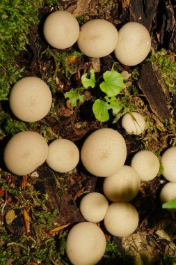  Çürümüş bir yosun içinde çürümüş bir ağaçta büyüyen Lycoperdon yağmurluğunun üzerinde bir grup kahverengimsi beyaz mantarın Macro görüntüsü                              