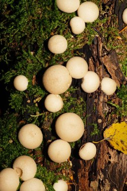 Çürümüş bir yosun ağacında büyüyen Lycoperdon yağmurluğunun bir grup kaba, açık kahverengi Kafkas mantarının yakın çekimi.                               
