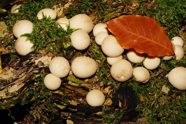 Dağınık, açık kahverengi, Kafkas mantarlı Lycoperdon yağmurluklarından oluşan bir grubun yakından görüntüsü çürümüş bir ağaçta, yosun içinde büyüyor.                             