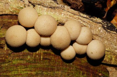  Düşen çürük bir ağaçta yetişen genç açık kahverengi Kafkas mantarlarına yakın plan Lycoperdon yağmurluğu.                              