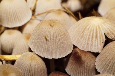  Açık kahverengi Kafkas mantarı Coprinus bakırı sonbahar yapraklarında kestane ağacının altında büyüyor.                              