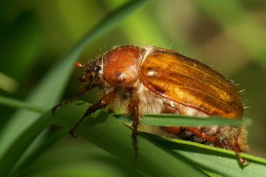  Kahverengi Kafkas Mayıs Böceği Scarabaeidae 'nin makro manzarası. Toplamda yeşil çimlerde saklanıyor.