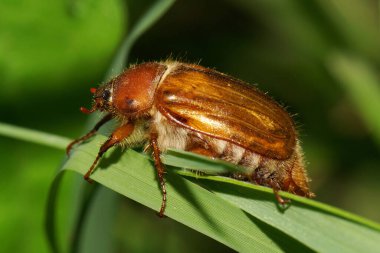 Yaza kadar yeşil çimlerde saklanan tüylü beyaz mayıs böceği Scarabaeidae 'ye yakın plan.                              