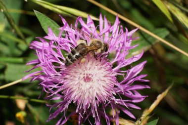  Kabarık beyaz bir arı olan Apis Mellifera 'nın makro görüntüsü bacaklarında polen olan mor bir çiçek kabuğundan polen topluyor.                              