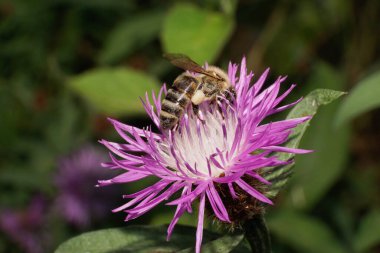Makro 1 Kafkas, gri ve çizgili beyaz arı kanatlı Apis mellifera yazın bir çiçek çiçeğinin üzerinde oturuyor.                               