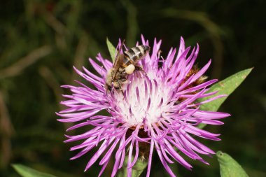 Kafkas, gri ve çizgili beyaz arı Apis mellifera 'nın yakın plan yan görüntüsü. Yazın bacaklarında polenle bir çiçeğin üzerinde oturuyor.                               