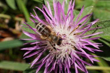  Kafkas, gri ve çizgili beyaz arı Apis mellifera 'nın yukarıdan görünüşü yaz aylarında mor bir çiçeğin üzerinde otururken bacağında beyaz polenler vardı.