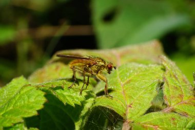 Yazın yeşil bir ısırgan otunun üzerinde oturan Kafkas kahverengi ve tüylü Asilidae 'nin yakın çekimi                               