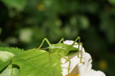   Uzun saçlı Kafkas Çekirgesi Tettigonia 'nın Makro' su Baharda bir dogrose 'un yeşil yapraklarında                             