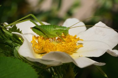  Uzun burunlu beyaz çekirge Tettigonia 'nın yakın çekimi ilkbaharda beyaz ve sarı kalça çiçeğinde                              