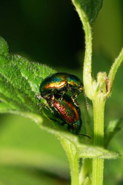 Macro iki yeşil yapraklı Chrysolina herbacea yeşil ısırgan otu Lamium albümünde çoğalıyor                               