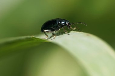  Yeşil bir yaprağın üzerinde oturan koyu mavi bir Chrysolina yaprak böceğinin makro 'su.                              