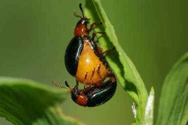 Yazın yeşil bir yaprağın üzerinde oturan kırmızı-mavi Chrysolina yapraklı makro.                              