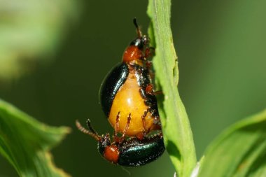  Yazın yeşil bir yaprağın üzerinde oturan kırmızı-mavi Chrysolina yapraklı bir çift makro.                              