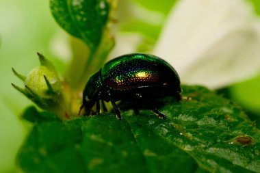 Beyaz gözlü yeşil bir bitkinin yeşil bir yaprağının üzerinde oturan Kafkas Chrysolina graminis broşürünün yan görüntüsü.                               