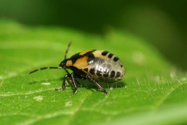 Yazın yeşil bir yaprağın üzerinde kanatları olmayan küçük bir uğur böceği.                               