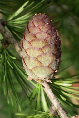  Cüce balığının önünden makro manzara, genç yeşil ve pembemsi Larix kümesi dallarda ve iğnelerde büyüyor.