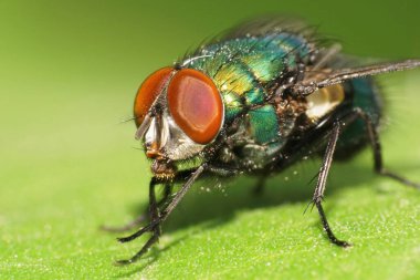  Yazın yeşil yaprağın üzerinde oturan kırmızı gözlü Kafkas yeşil tüylü sinek.                              