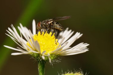 Alman sineklerinin Makro görüntüsü yazın Erigeron kanadensis 'in sarı-beyaz çiçeğiyle beslenen gri-kahverengi bir vücut nektarıyla Delia Platura' yı vuruyor.                               