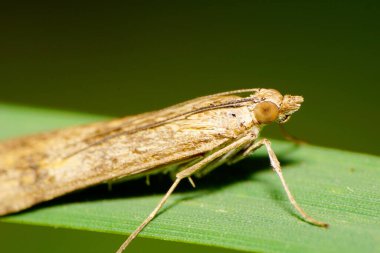 Geniş ışığın önü makro yan görüntüsü, Kirilmi Kafkasyalı tüylü güve, bacaklar, kafa, gözler, yeşil bir çimen sapına çömelmiş anten                         