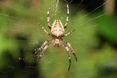Yazın Thuja ağacının arka planında bej bej bir Kafkas örümceğinin ağdaki küçük Araneus diadematus 'u.                               