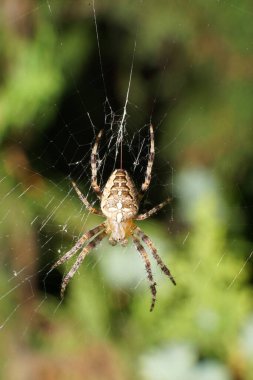 Thuja ağacının arka planında örümceğin ağındaki bej, beyaz, küçük Araneus diadematus 'un Macro görüntüsü.