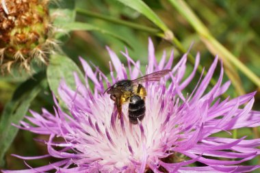 Makro kabarık, siyah, beyaz, beyaz, beyaz bir çiçeğin üzerinde bacaklarında polen olan Andrena nitidiuscula çizgili küçük beyaz bir beyaz arı.                               