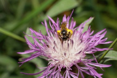 Kafkas kabarık tüylü ve gri arı Melitta 'nın beyaz-menekşe kızılçiçekli, bacaklarında sarı polen olan makarnası.                               