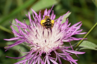 Kafkas kabarık tüylü ve gri arı Melitta 'nın bacaklarında sarı polen olan beyaz-menekşe renginde çiçek tarlası.                               