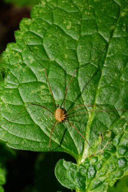 Kafkas açık kahverengi, uzun bacaklı örümcek falanjiyum opilio hamster yeşil yapraklı.                               