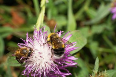  Çizgili turuncu-siyah ve çok renkli Kafkasya yaban arısı Bombus lucorum ve açık mor çiçek üzerinde oturan arı                              