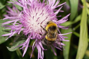 Sarı-siyah çizgili beyaz bir yaban arısının makrosu mor bir çiçek tarlasından polen topluyor.