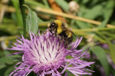 Sarı-siyah çizgili beyaz bir yaban arısının, mor bir çiçek demetinden polen toplamasının makro kenar görüntüsü