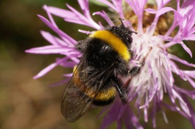 Sarı-siyah çizgili beyaz bir yaban arısının yakın çekimi mor bir çiçek çiçeğinden polen topluyor.                               