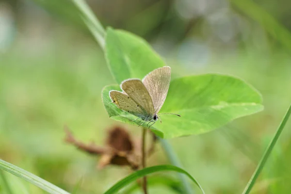 Icarus Polyommatus Icarus — 스톡 사진