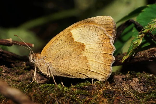 Primer Plano Multicolor Caucásico Color Marrón Claro Mariposa Ojo Captura — Foto de Stock