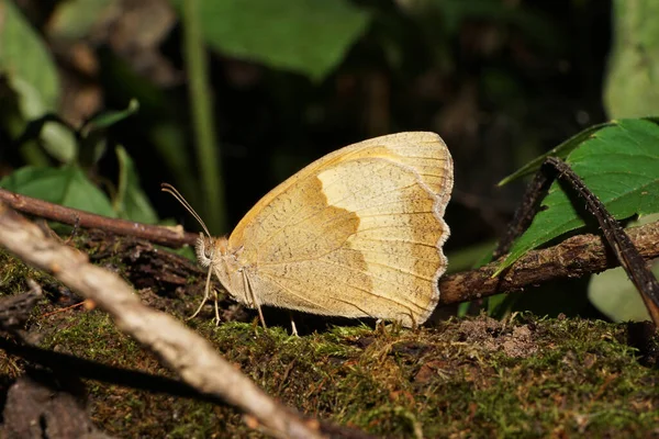 一个多彩的白种人浅褐色蝴蝶的近景吸引人的马涅罗拉 朱迪纳 长胡子 坐在苔藓中 在夏天的森林垃圾中 — 图库照片