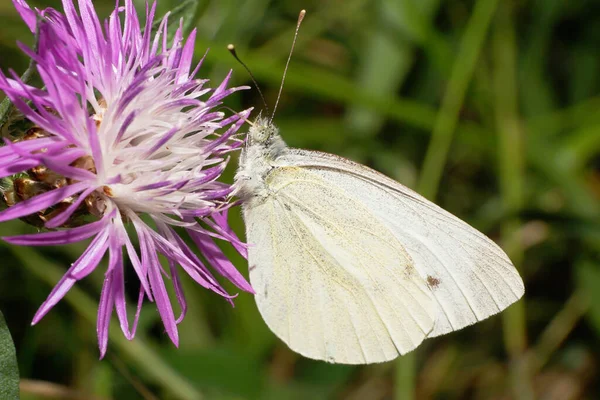 Gros Plan Sur Papillon Caucasien Génération Estivale Artogeia Napi Avec — Photo