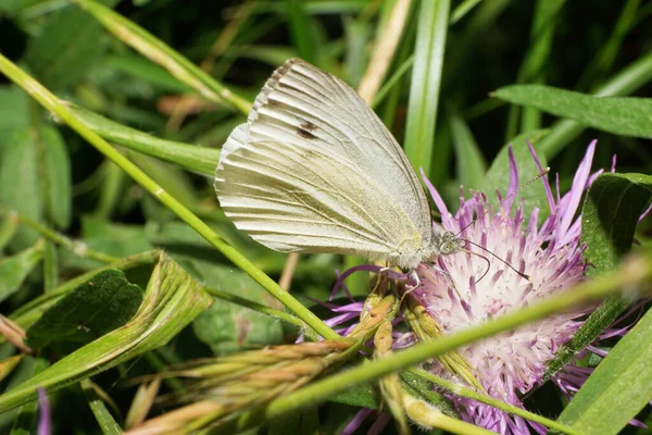 Close Borboleta Caucasiana Artichieia Napi Geração Verão Comer Néctar Uma — Fotografia de Stock