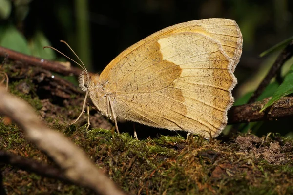 Çok renkli, beyaz, açık kahverengi bir kelebeğin uzun bıyıklı, göz alıcı Maniola jürisinin orman çöplüğündeki yosunlu görüntüsü.