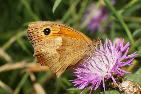  Beyaz tenli açık kahverengi kelebek gözü Maniola jurtina 'yı uzun bıyıklı ve hortumlu bir şekilde bir mısır çiçeği bitkisinin menekşesinde otururken yakalıyor.                              