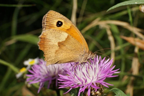 Nahaufnahme Eines Hellbraunen Schmetterlings Aus Den Blickfängen Von Maniola Jurtina — Stockfoto