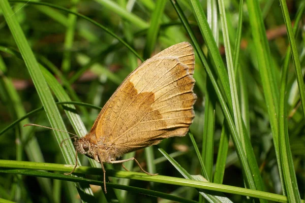 Nahaufnahme Der Seitenansicht Des Braunen Kaukasischen Schmetterlings Blickfang Maniola Jurtina — Stockfoto