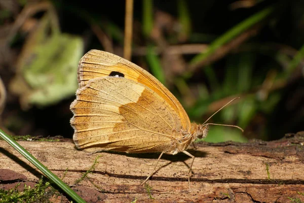 Close Caucasiano Luz Marrom Borboleta Olho Captura Maniola Jurtina Sentado — Fotografia de Stock