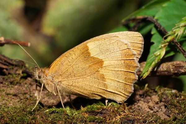 Macro Vista Del Lado Del Caucásico Color Marrón Claro Mariposa — Foto de Stock