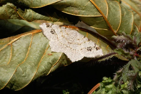 Makro Widok Góry Biały Szary Motyl Noc Otwartymi Skrzydłami Siedzi — Zdjęcie stockowe