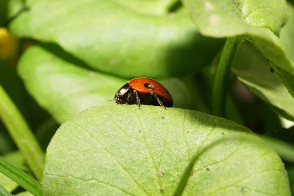 Macro Una Mariquita Caucásica Roja Primavera Con Manchas Teñidas Las — Foto de Stock