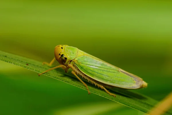 Close Uma Lula Cereja Cigarras Verde Caucasiano Sentado Uma Folha — Fotografia de Stock